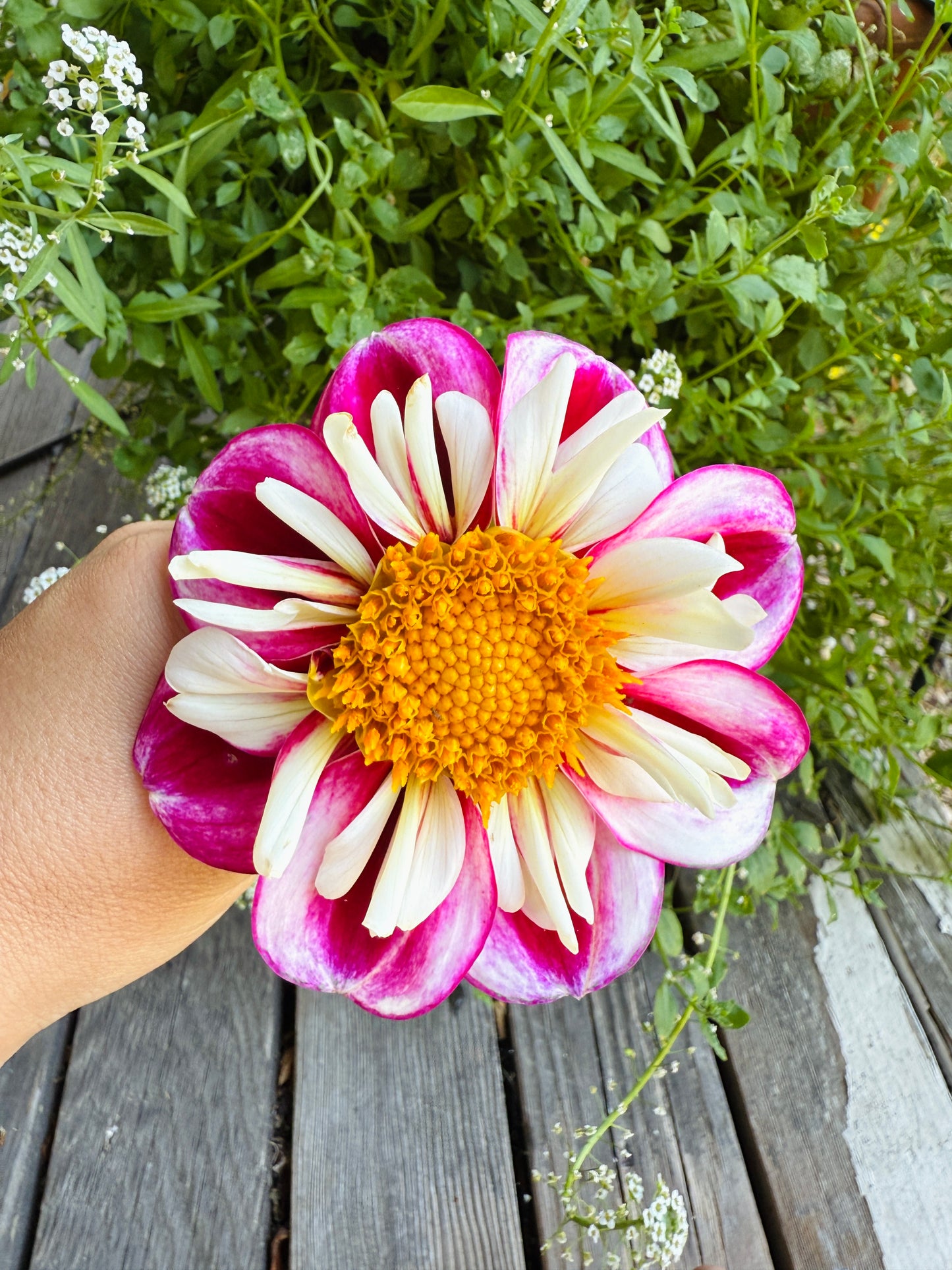 Bumble Rumble Dahlia Tuber