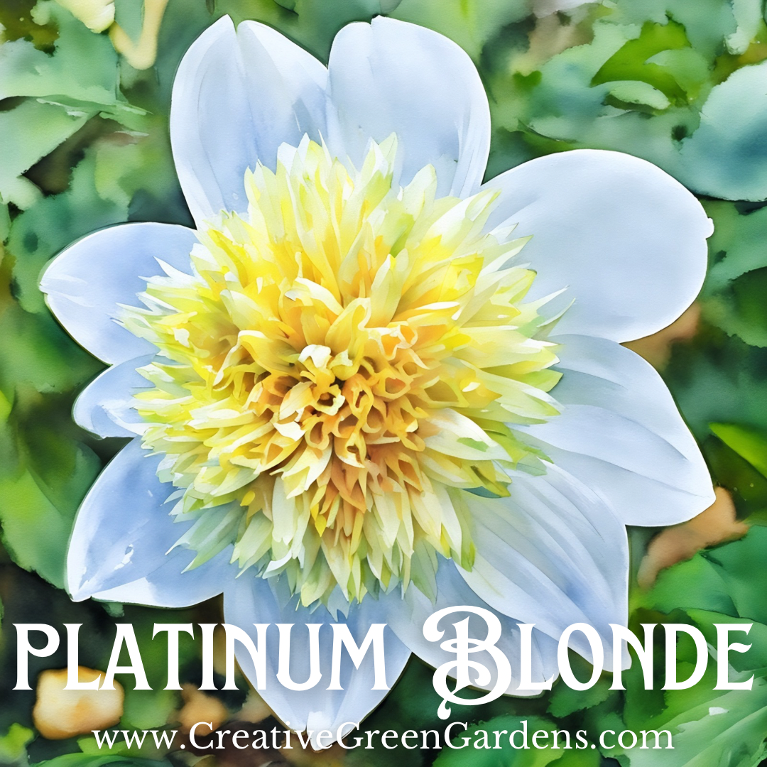 Platinum Blonde Dahlia Tuber