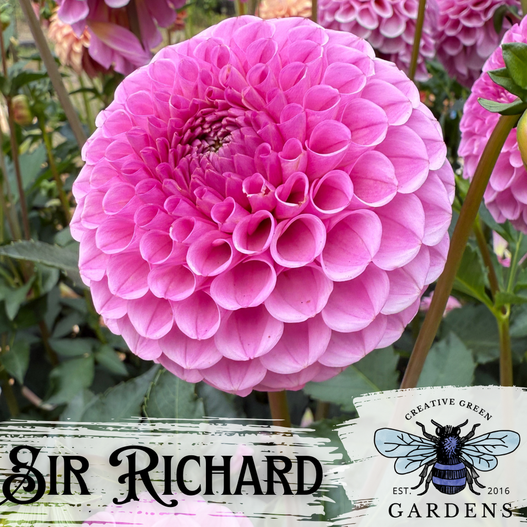 Sir Richard pink mini ball dahlia from Creative Green Gardens in Poulsbo, WA