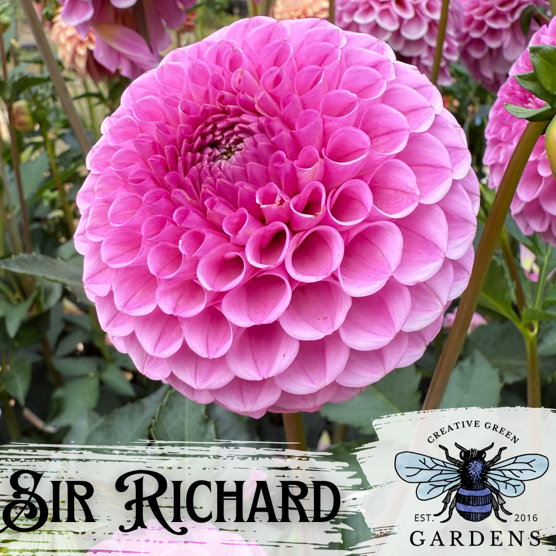 Sir Richard pink mini ball dahlia from Creative Green Gardens in Poulsbo, WA