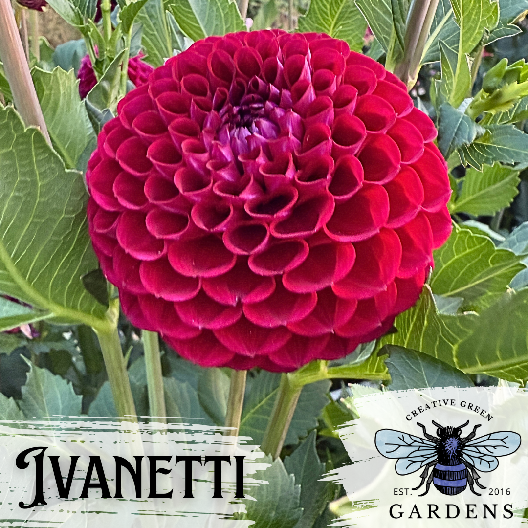 Ivanetti Dahlia Tuber