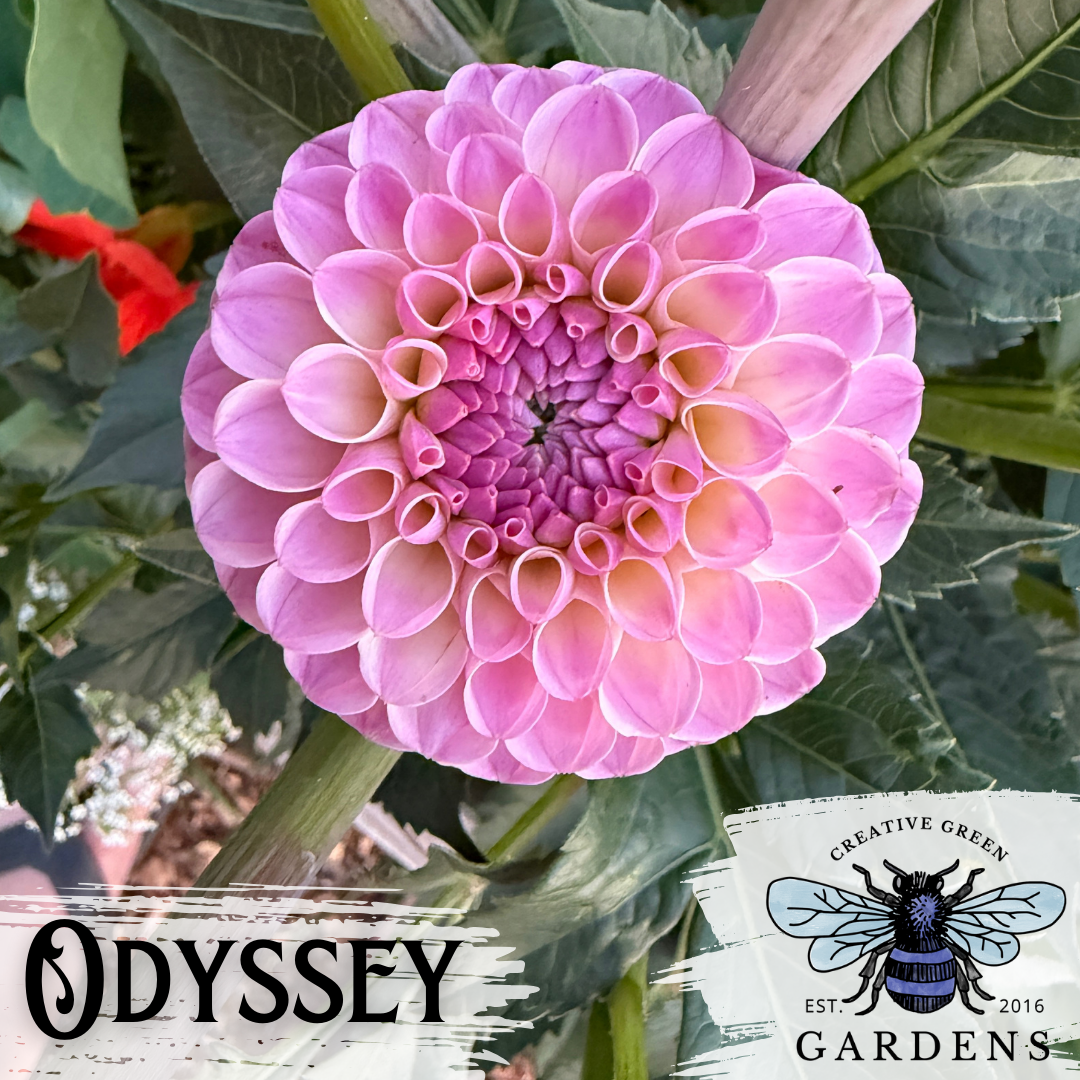Odyssey mini ball pink and lavender dahlia from Creative Green Gardens
