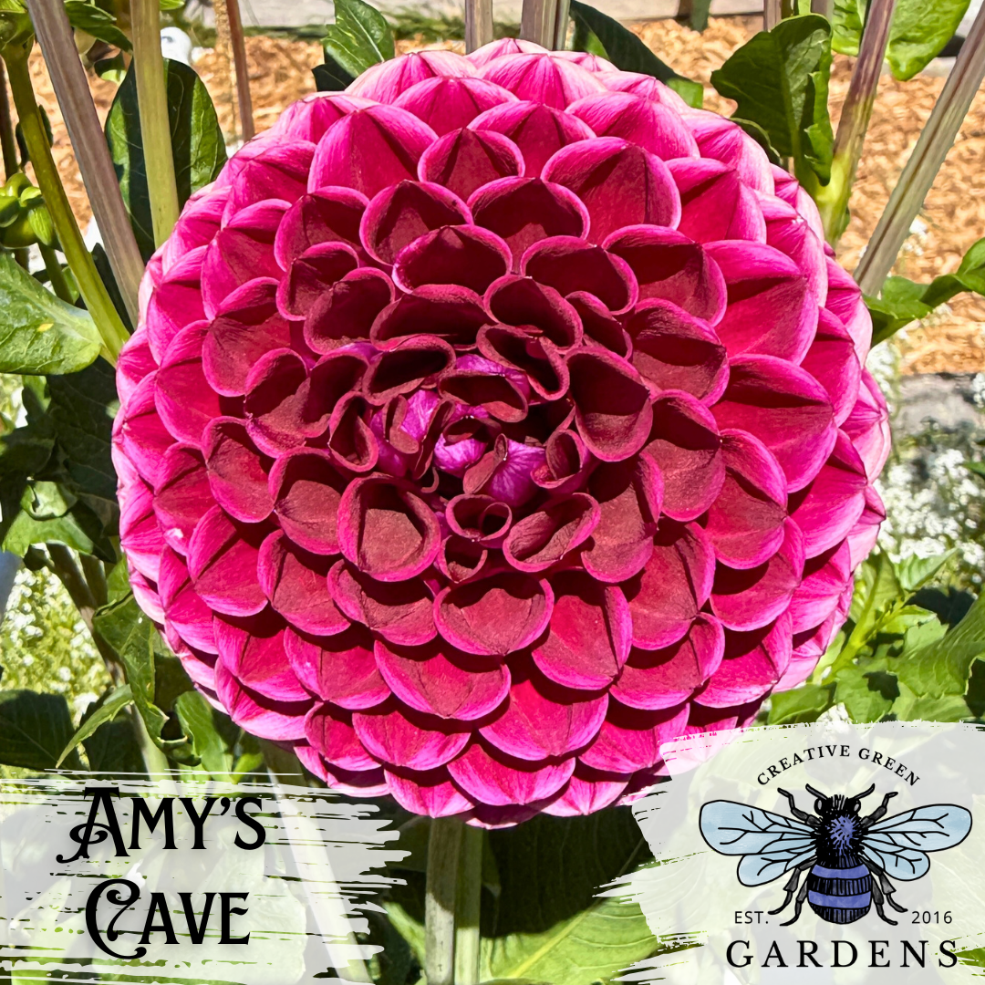Amy Cave dahlia flower tuber from Creative Green Gardens in Kitsap County.