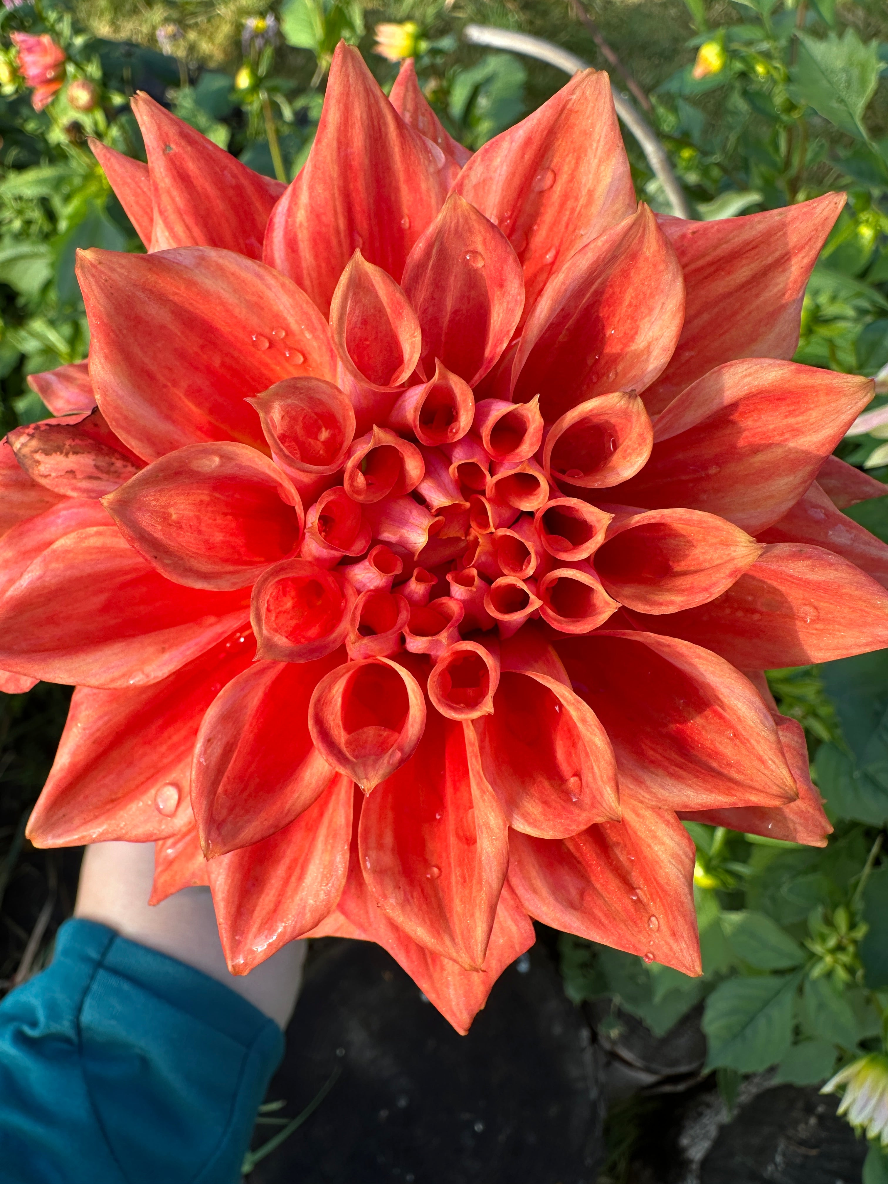 Cooper Blaine Dahlia Tuber
