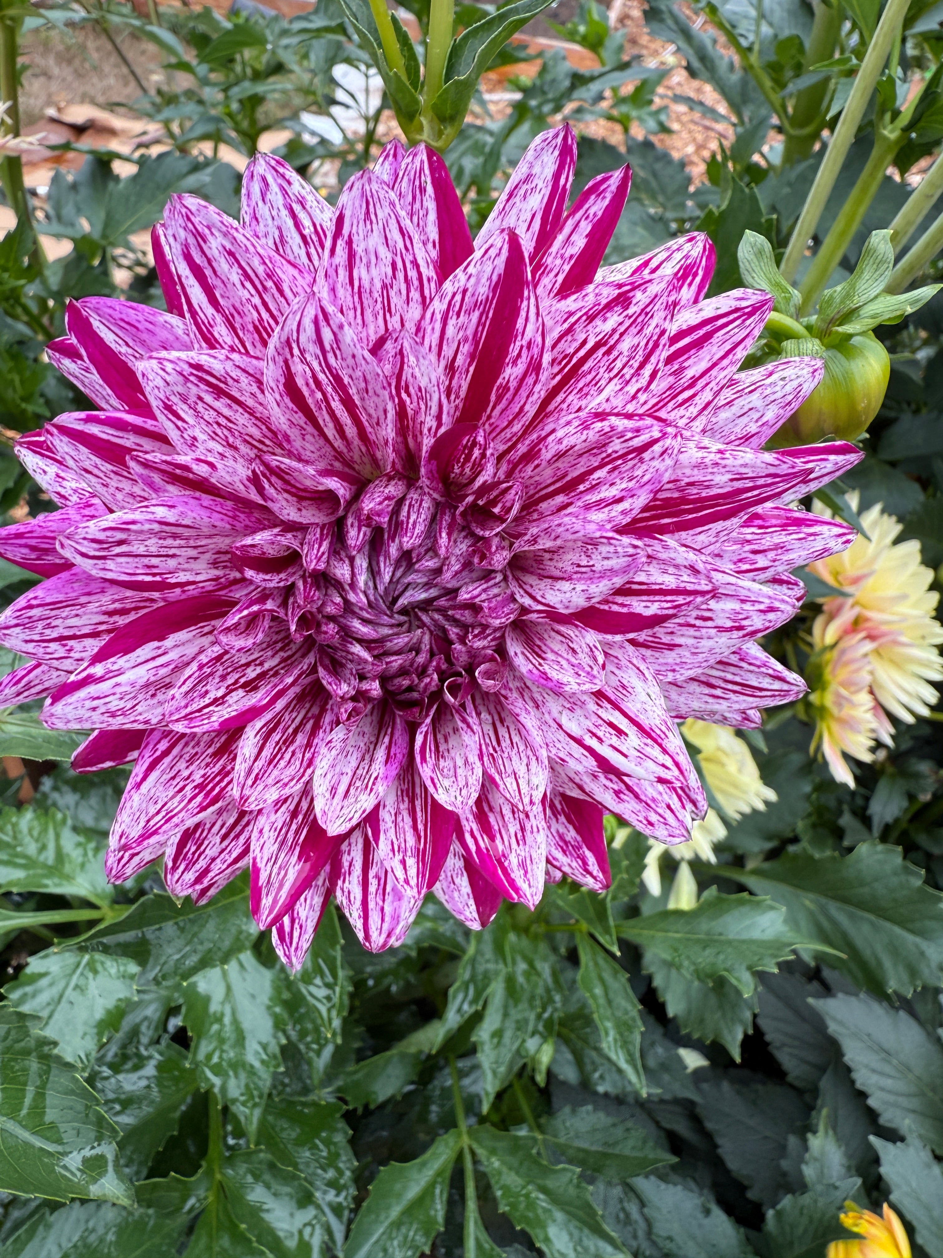 Hollyhill Bewitched dahlia flower 