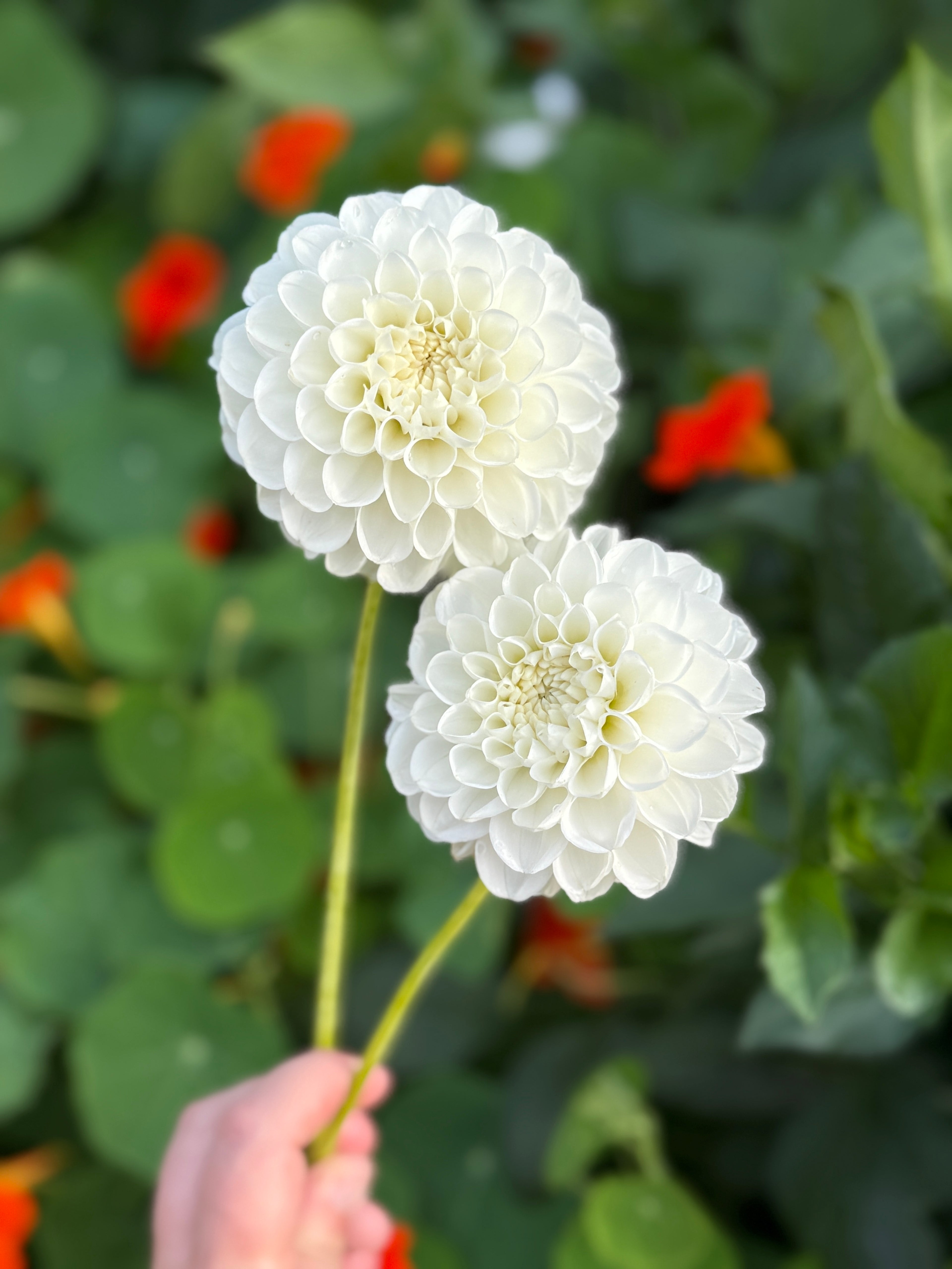 A pair of Orsett Beauty creamy white mini ball dahlias from Creative Green Gardens