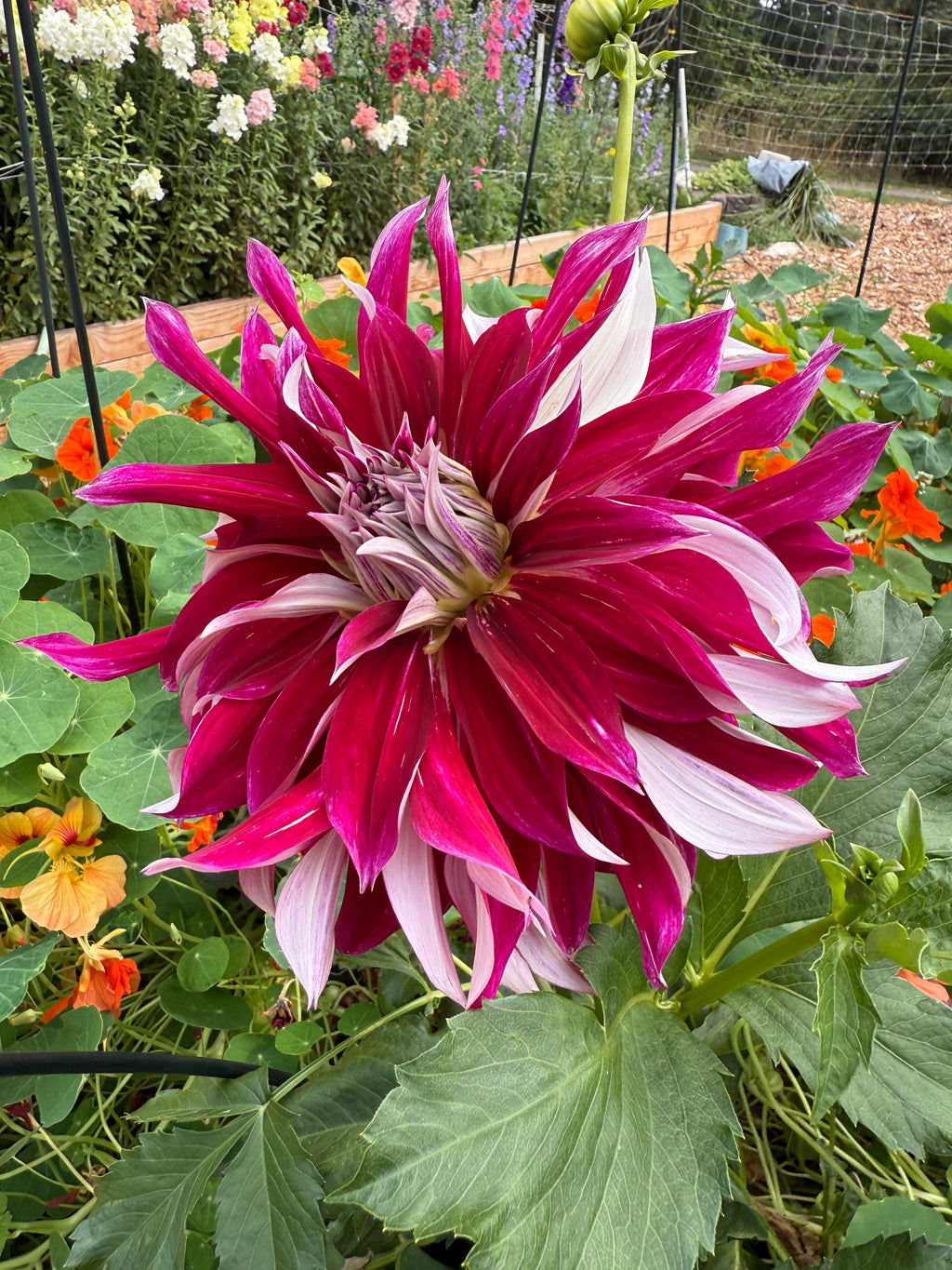 Side view of My Hero, a pink red and white Informal decorative dahlia from creative green gardens, Poulsbo, WA