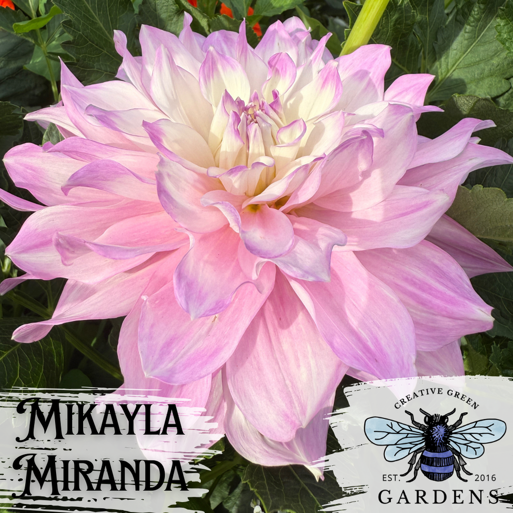 Mikayla Miranda informal decorative dahlia with purple accents on white petals from Creative Green Gardens