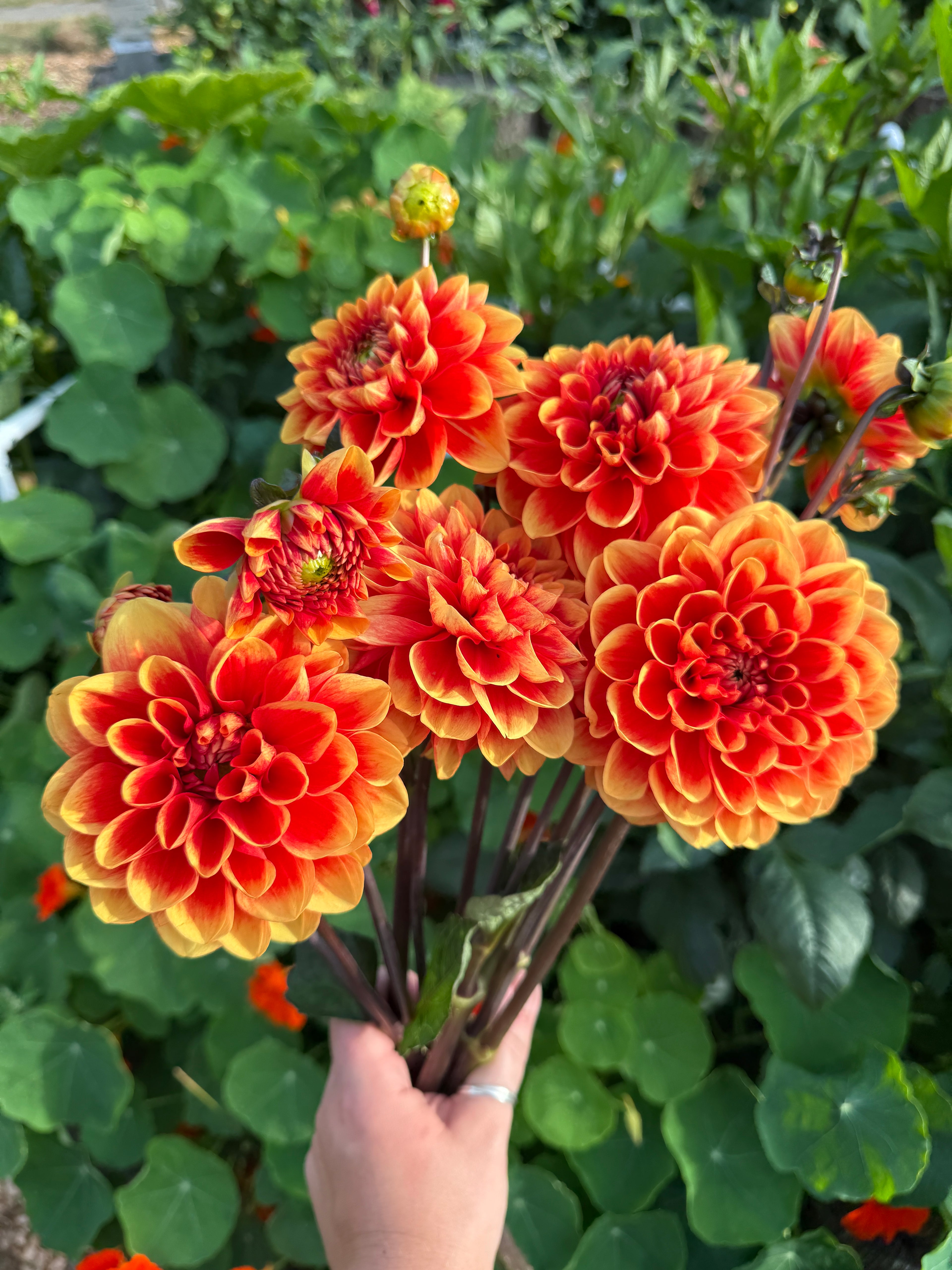Bouquet of Orange U Glad formal decorative two color orange dahlias from Creative Green Gardens