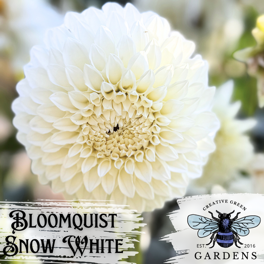 Bloomquist Snow White Dahlia Tuber
