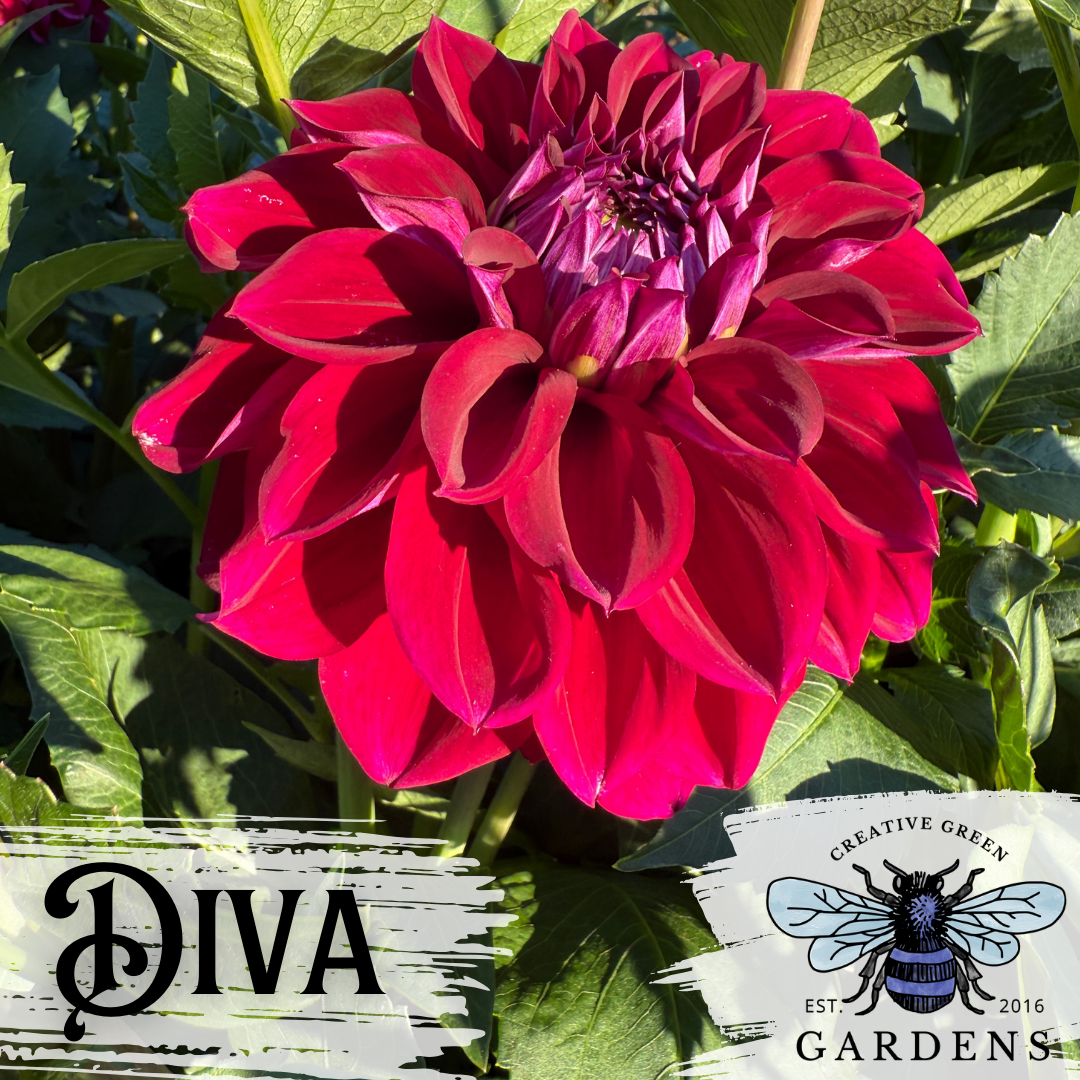 Diva Dahlia Tuber
