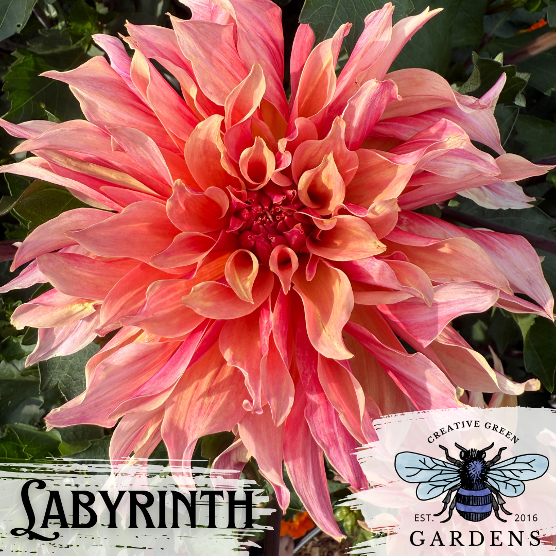 Labyrinth Orange and pink informal decorate dahlia from Creative Green Gardens in Poulsbo, WA