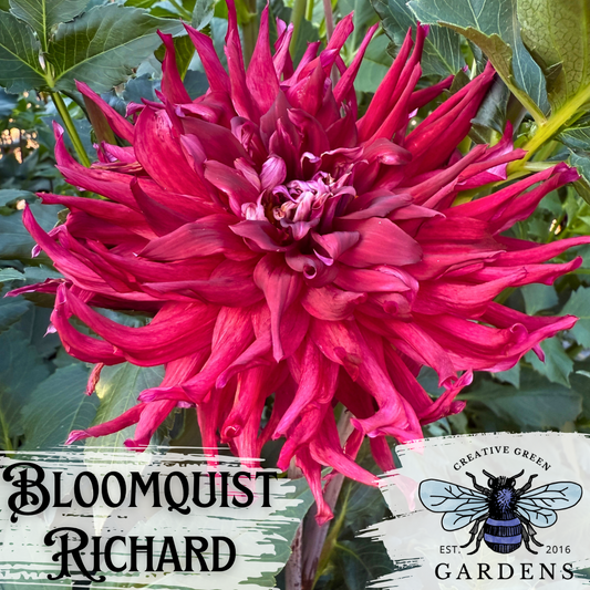 Bloomquist Richard dark red incurved cactus dahlia from Creative Green Gardens
