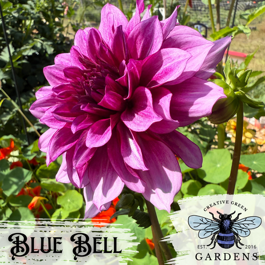 Blue Bell Dahlia Tuber