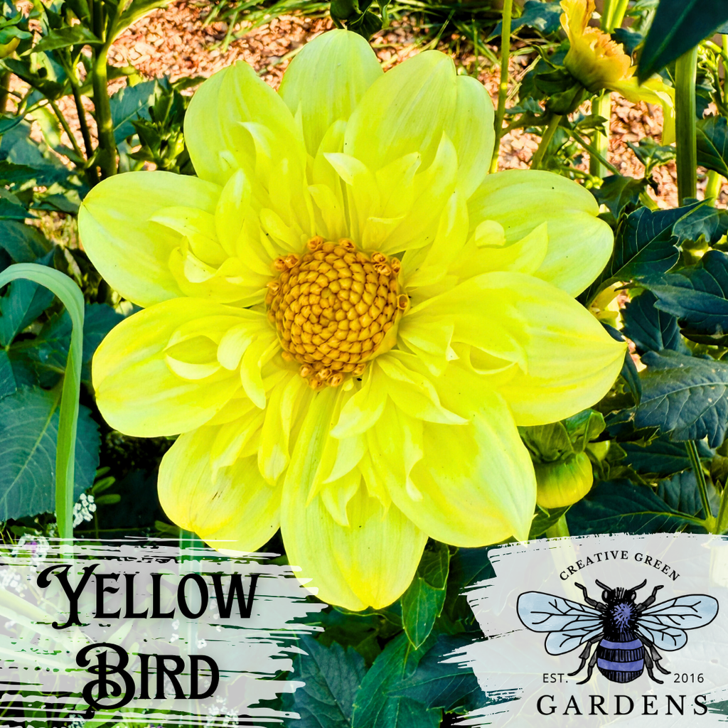 Yellow Bird collarette flower with yellow outer petals and inner collar from Creative Green Gardens.