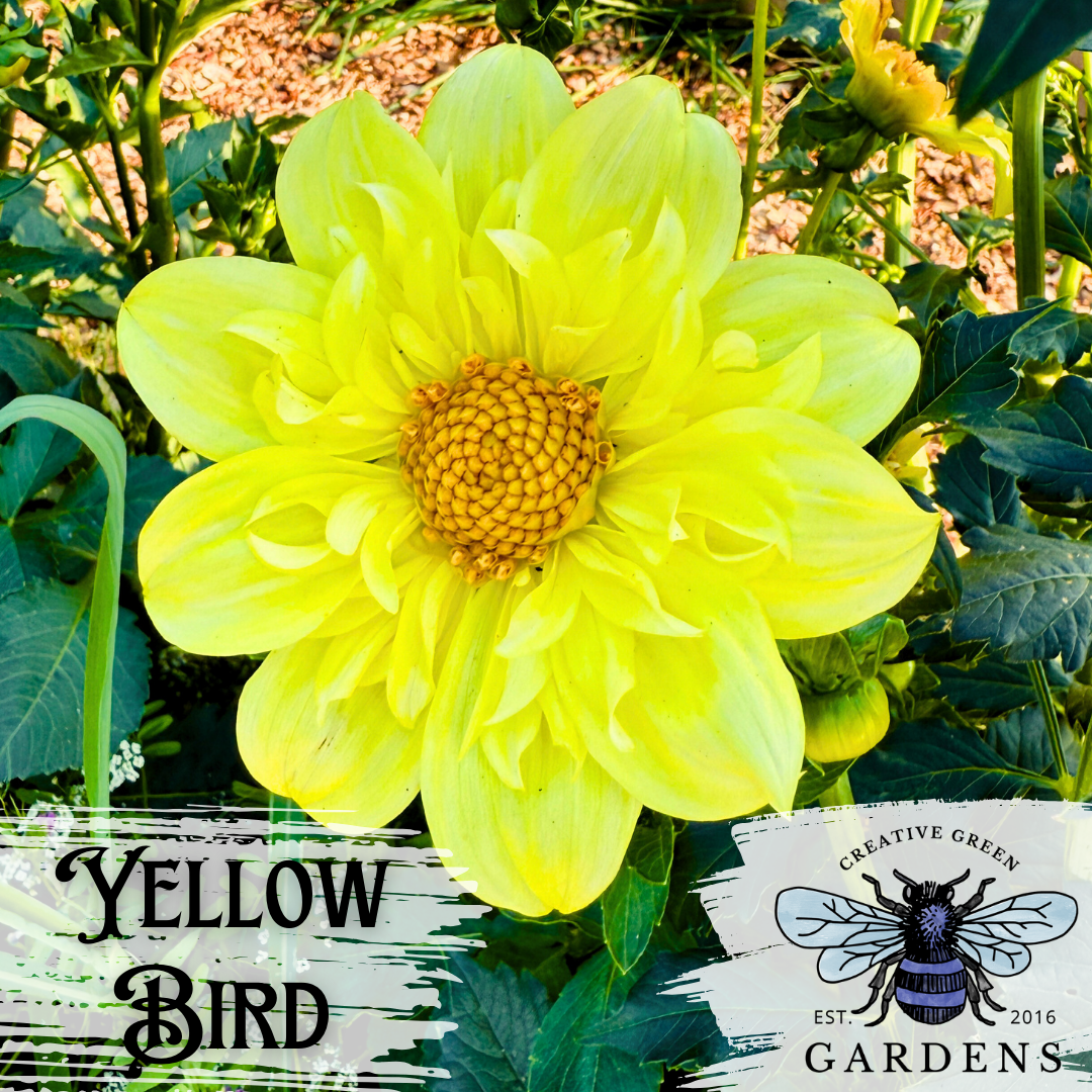 Yellow Bird collarette flower with yellow outer petals and inner collar from Creative Green Gardens.