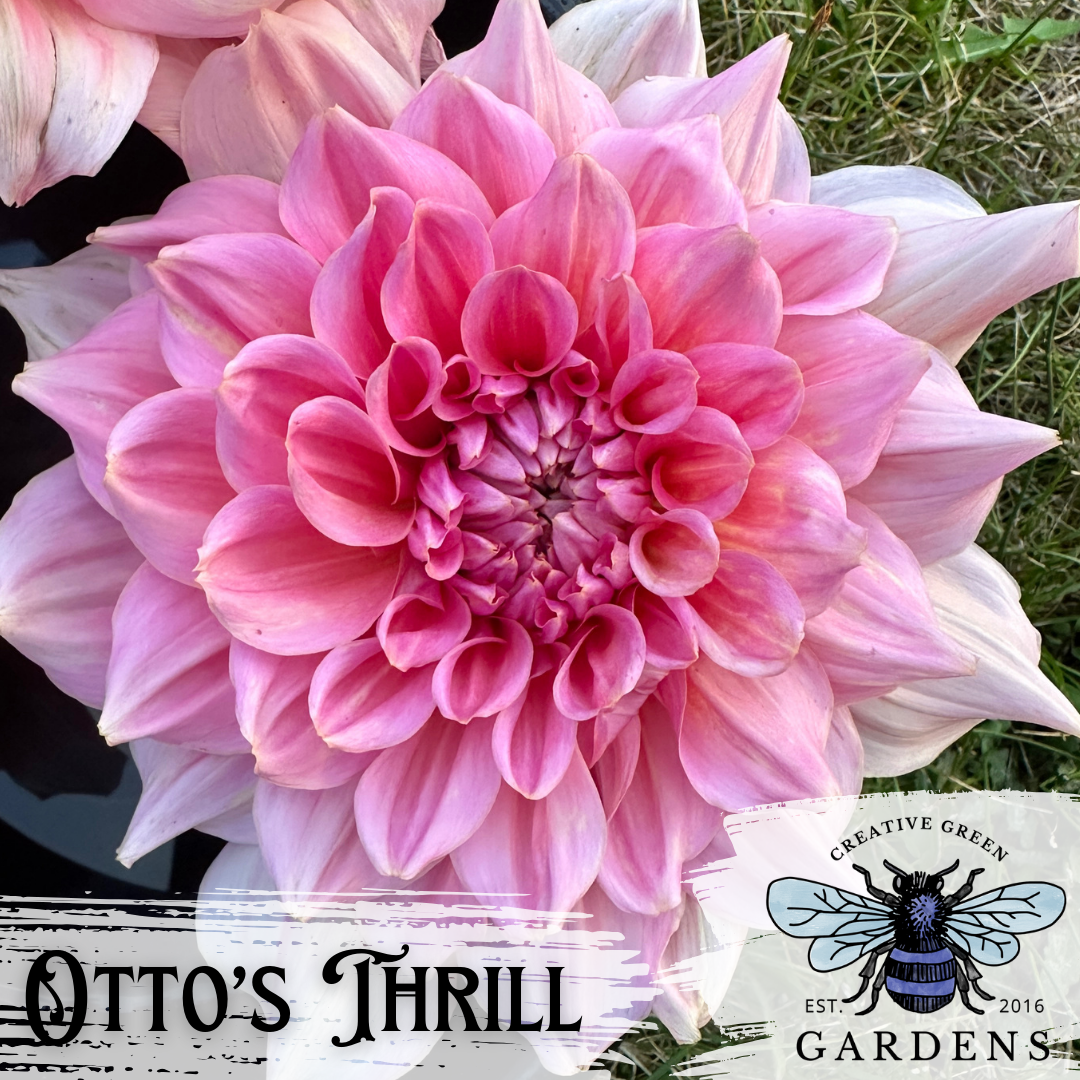 Otto’s Thrill big pink dinnerplate informal decorative dahlia from Creative Green Gardens 