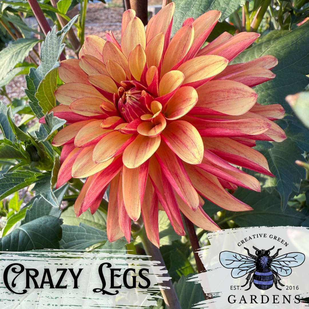 Crazy Legs novelty Orange and red dahlia flower from Creative Green Gardens 