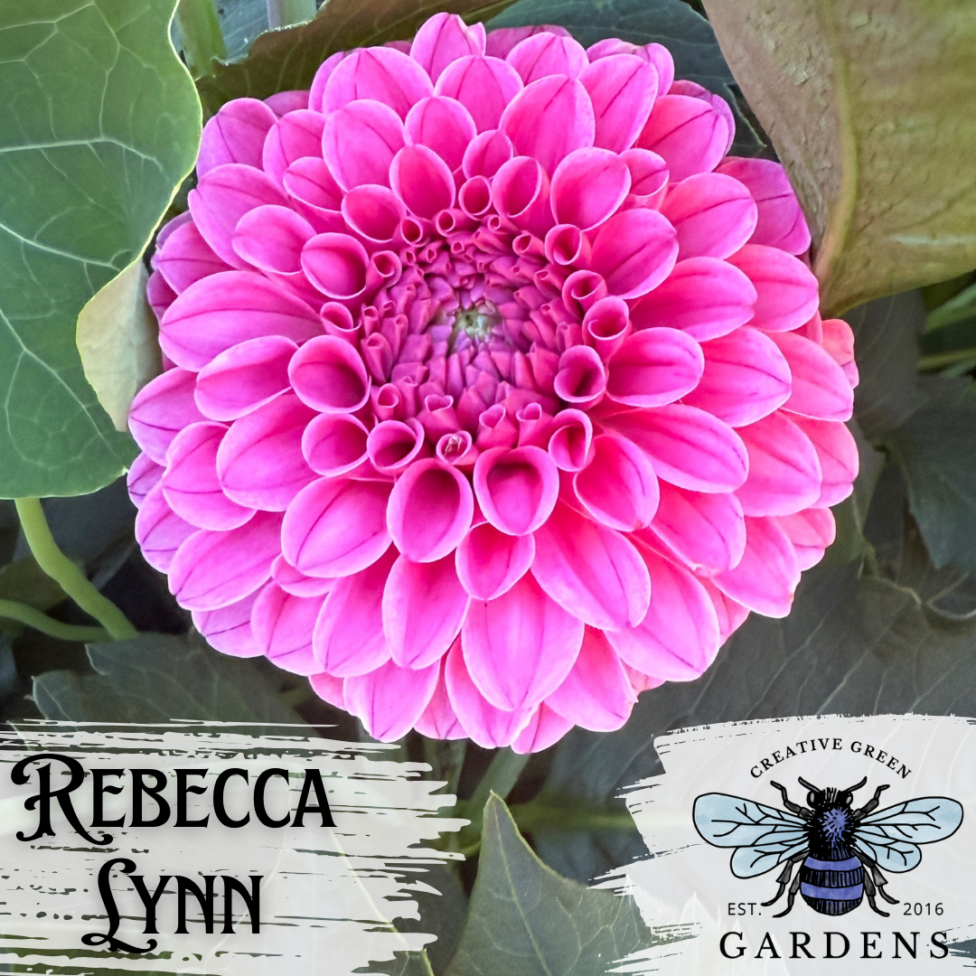 Rebecca Lynn Dahlia Tuber