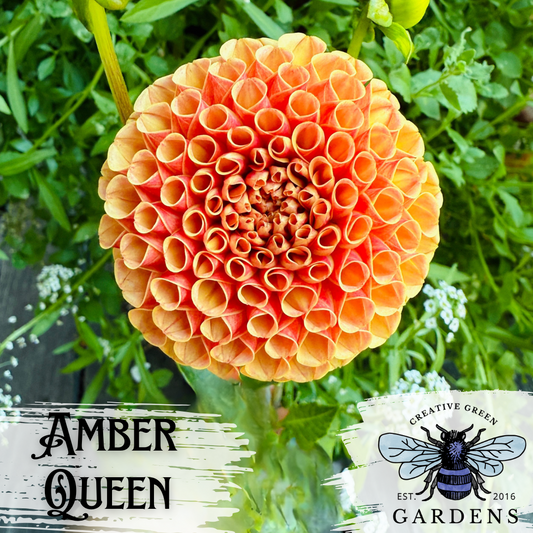Amber Queen Dahlia from Creative Green Gardens in Poulsbo, WA