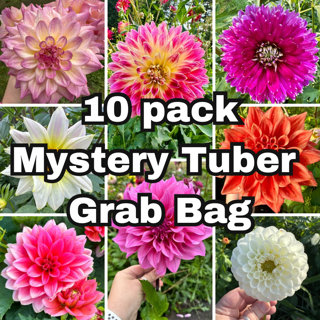 Mystery Dahlia 10 Pack