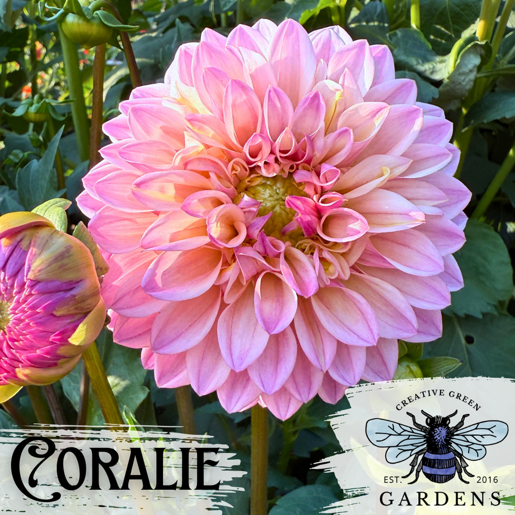 Coralie pink and white Formal Decorative Dahlia from Creative Green Gardens