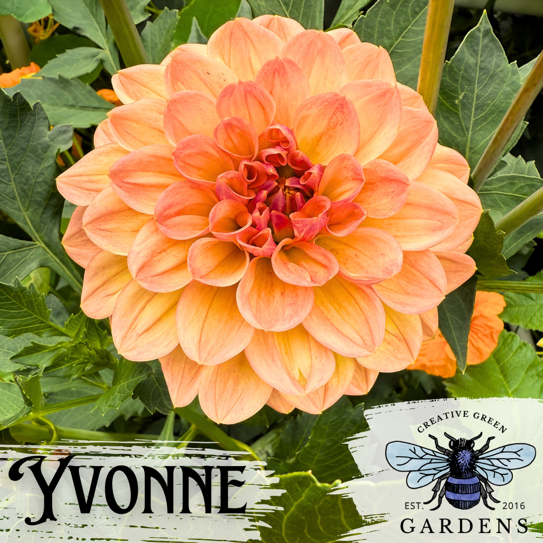 Yvonne Dahlia Tuber