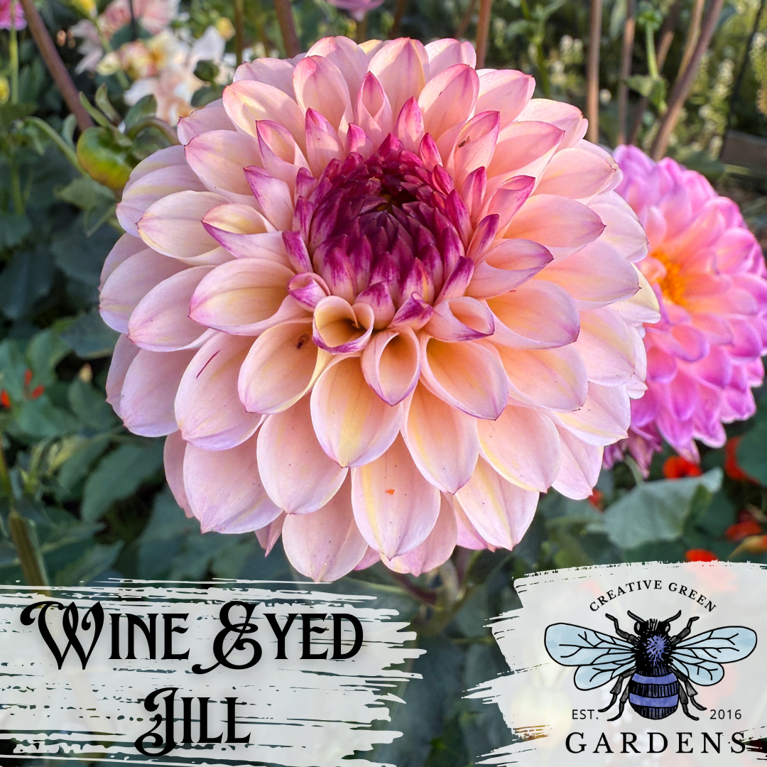 Wine Eyed Jill formal decorative dahlia with peachy pink lower petals and dark wine pink center petals from Creative Green Gardens