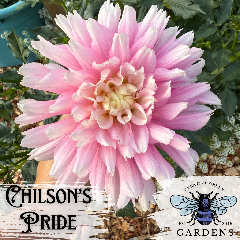 Top view of Chilson’s Pride informal decorative dahlia from Creative Green Gardens 