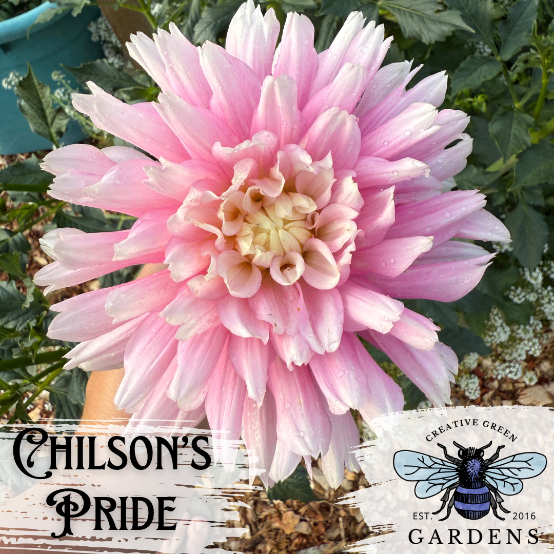 Top view of Chilson’s Pride informal decorative dahlia from Creative Green Gardens 