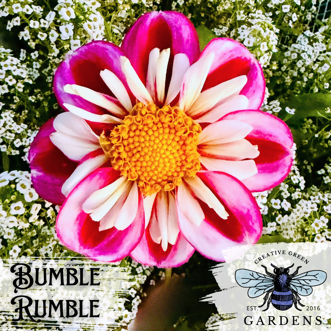 Bumble Rumble Dahlia Tuber