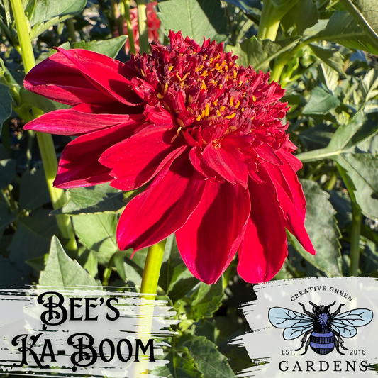 Bee’s Ka-Boom Dahlia Tuber