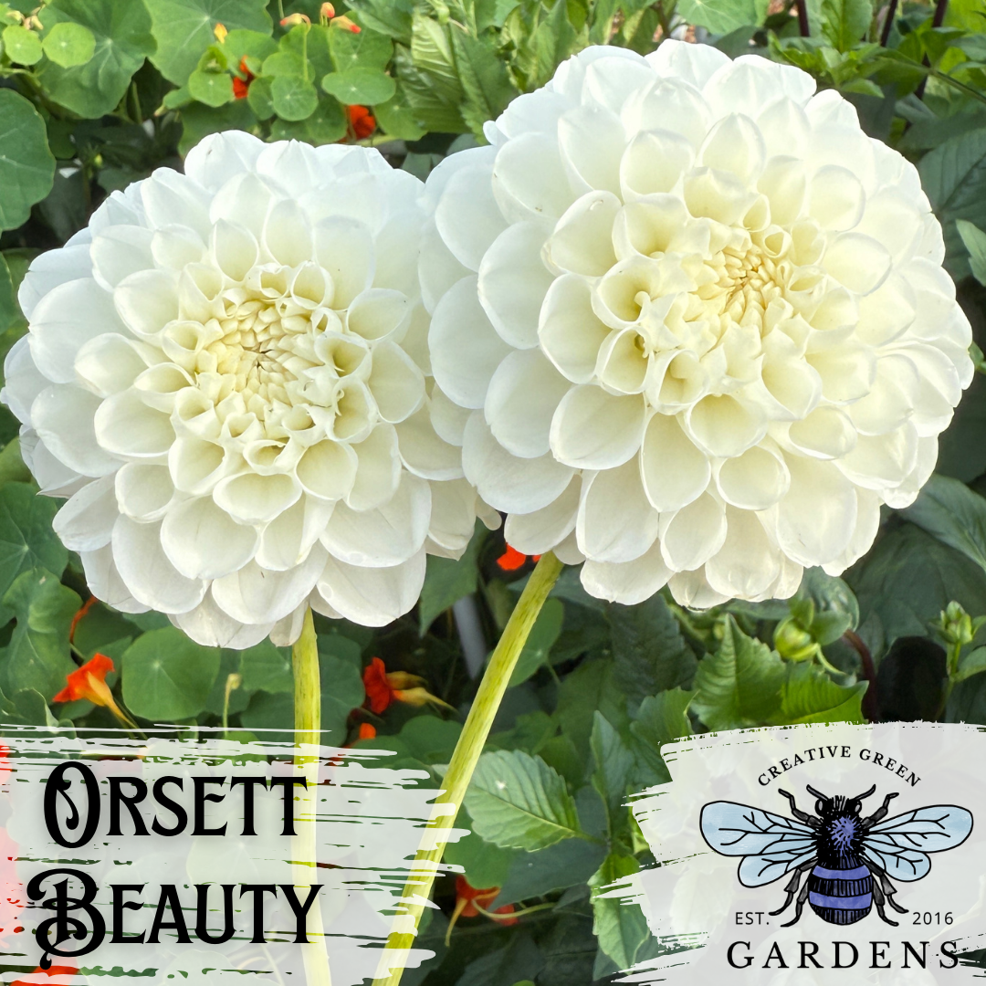 Orsett Beauty creamy white mini ball dahlias from Creative Green Gardens