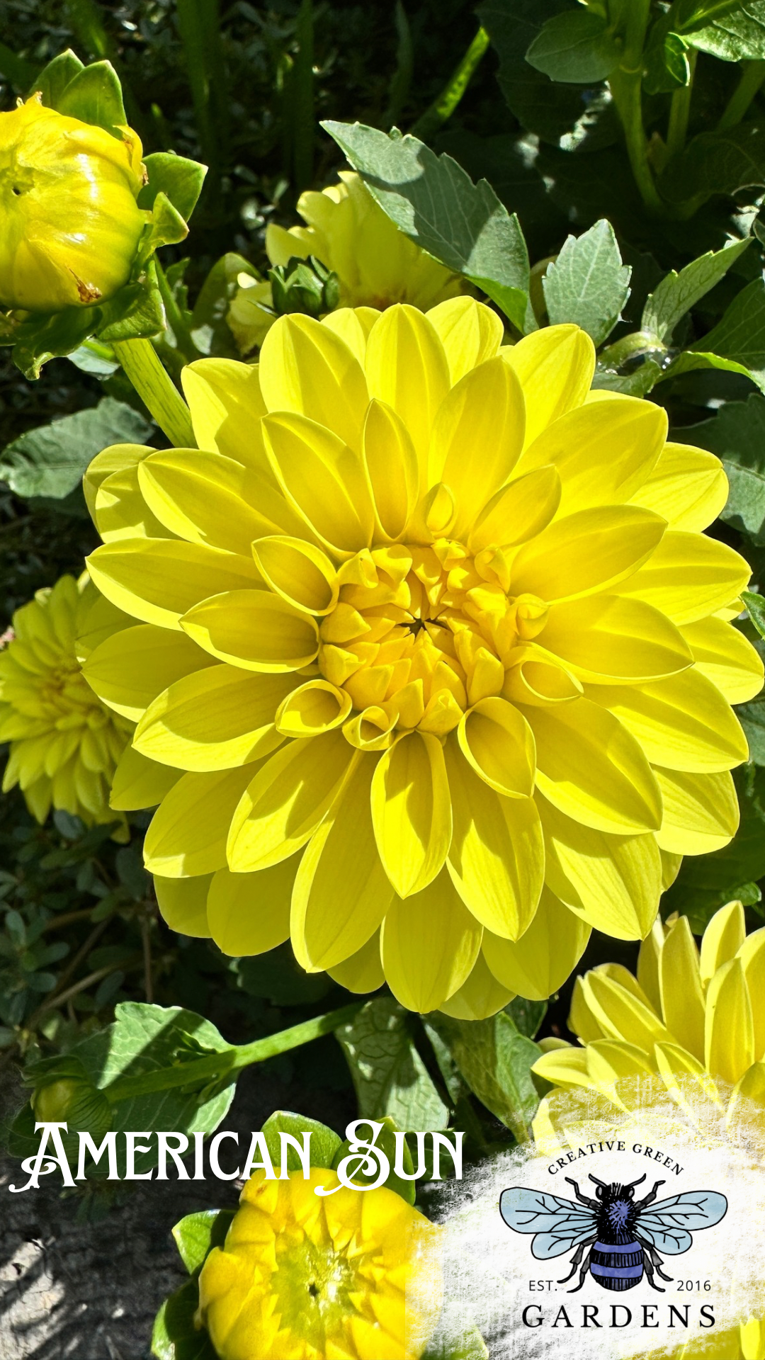 American Sun Dahlia Tuber
