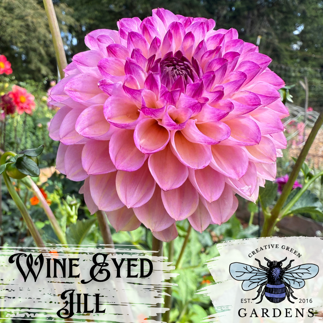 Wine Eyed Jill formal decorative dahlia with light pink lower petals and bright pink inner petals from Creative Green Gardens