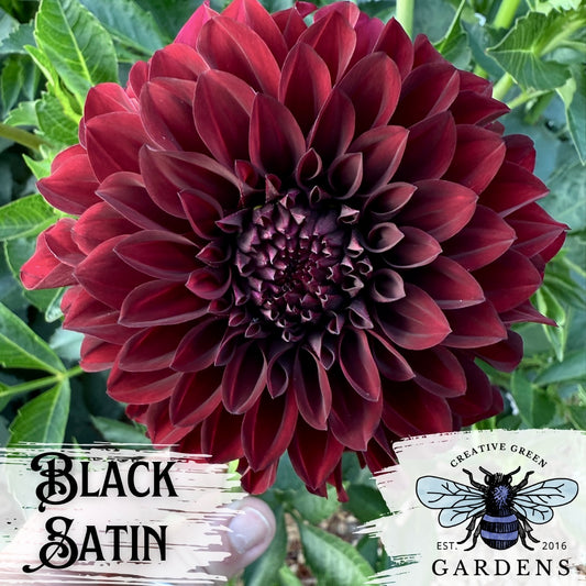 Black Satin dark red to black dahlia flower from Creative Green Gardens