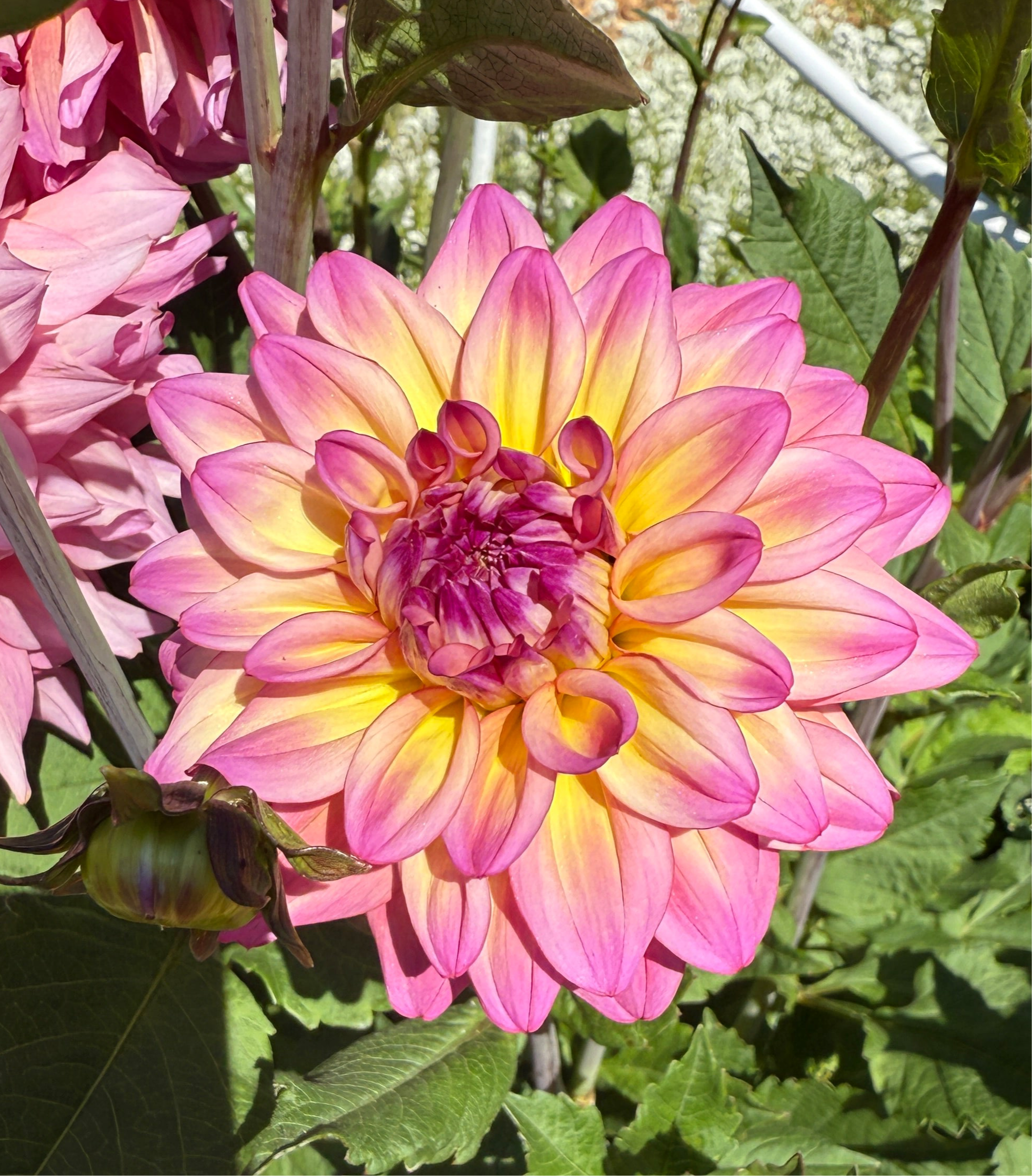 Bahama Mama Dahlia Tuber