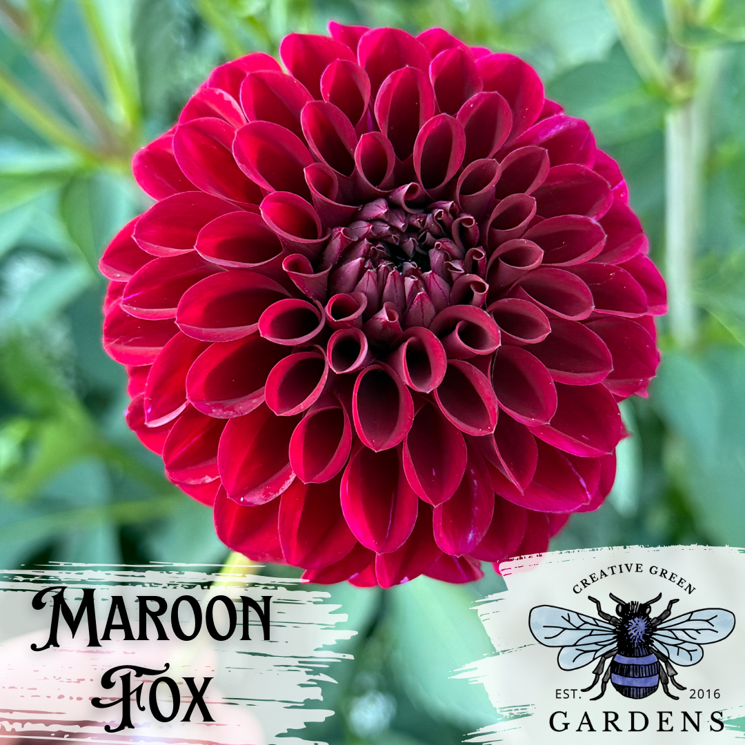 Maroon Fox dahlia from Creative Green Gardens in Poulsbo, WA