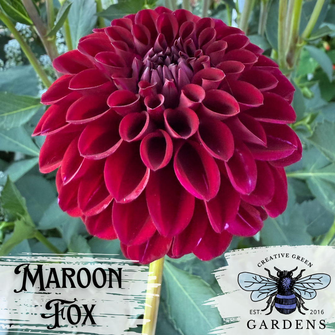 Maroon Fox dark red dahlia side view from Creative Green Gardens in Poulsbo, WA