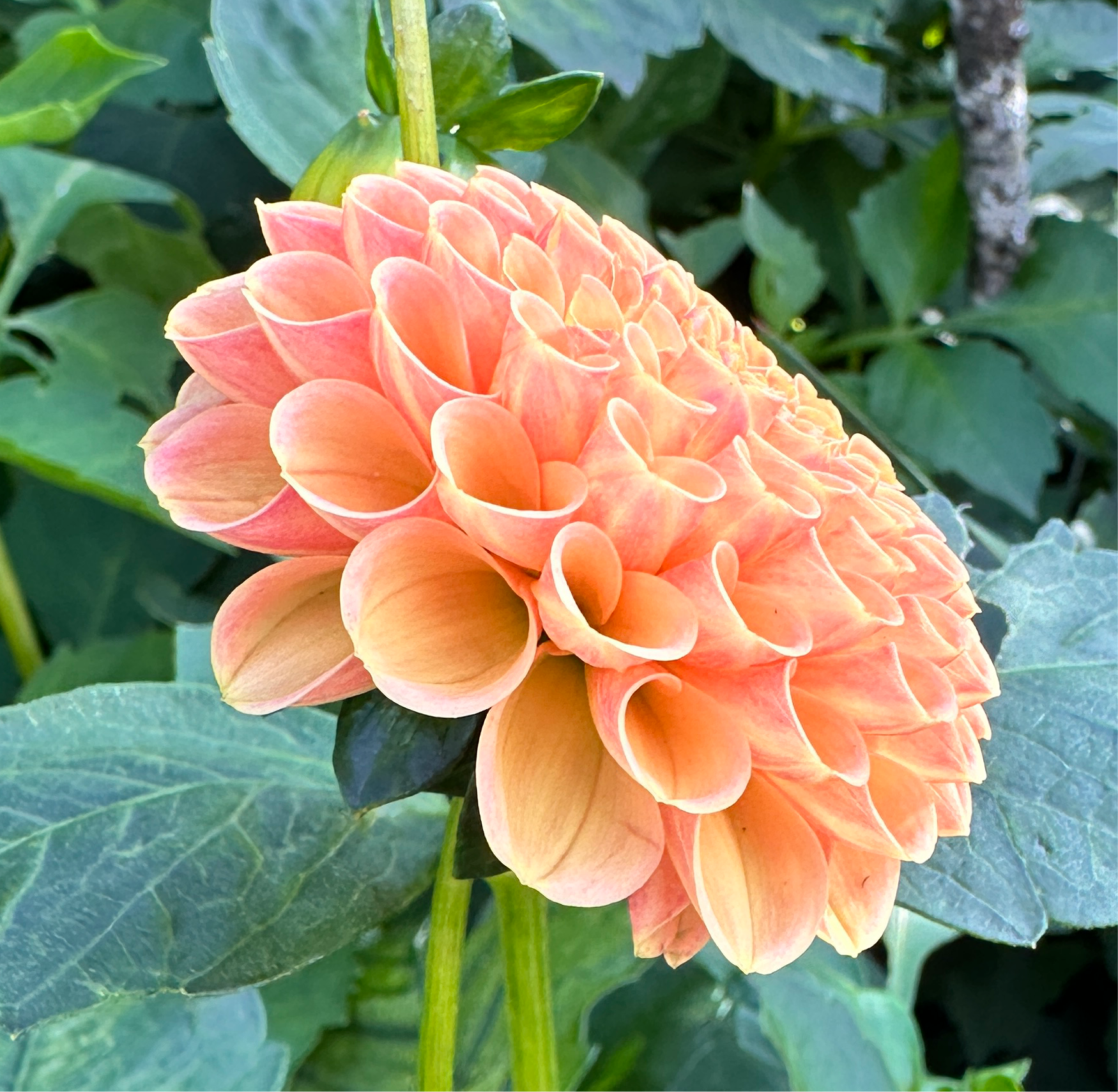 Side view of Amber Queen dahlia