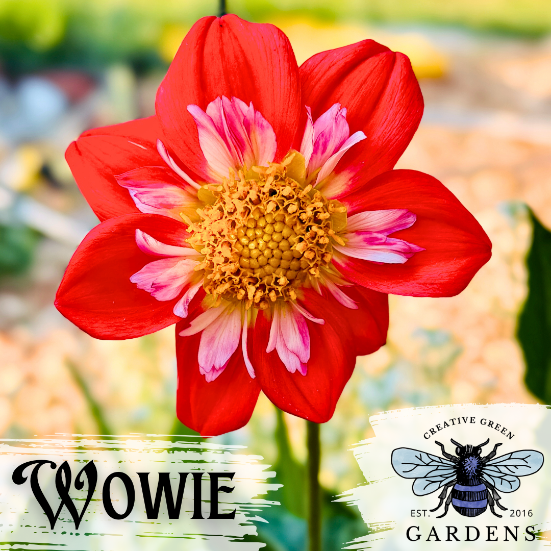 Wowie Dahlia Tuber