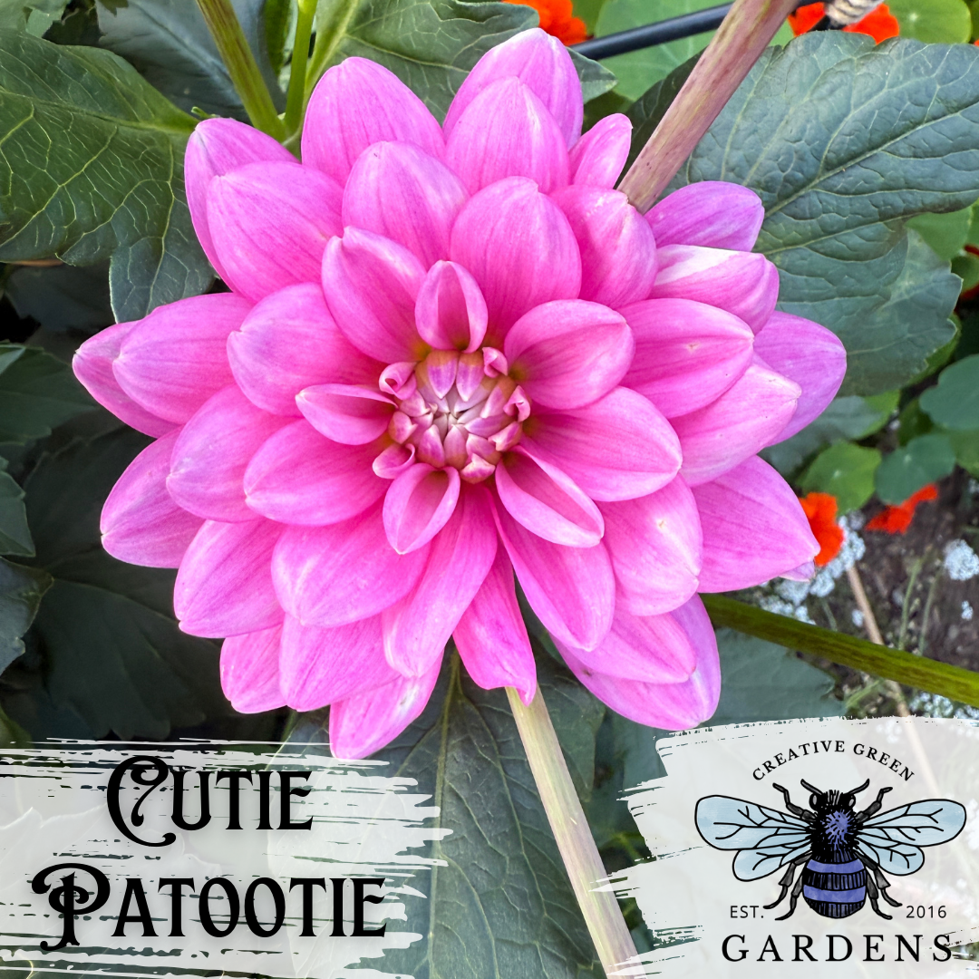 Cutie Patootie pink waterlily dahlia from Creative Green Gardens