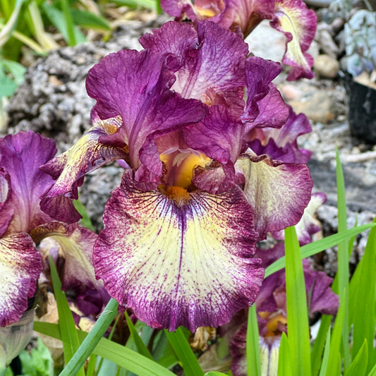 Innocent Star Reblooming Iris Rhizome