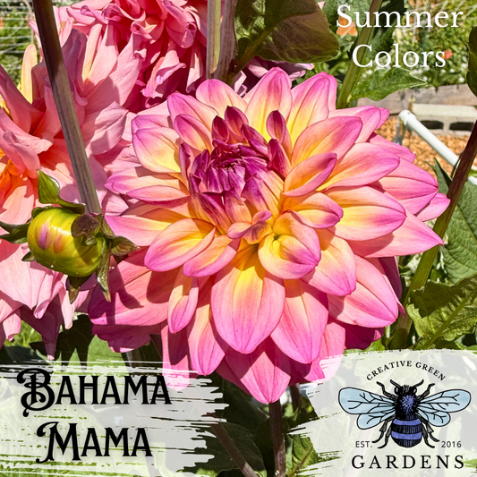 Bahama Mama Dahlia Tuber