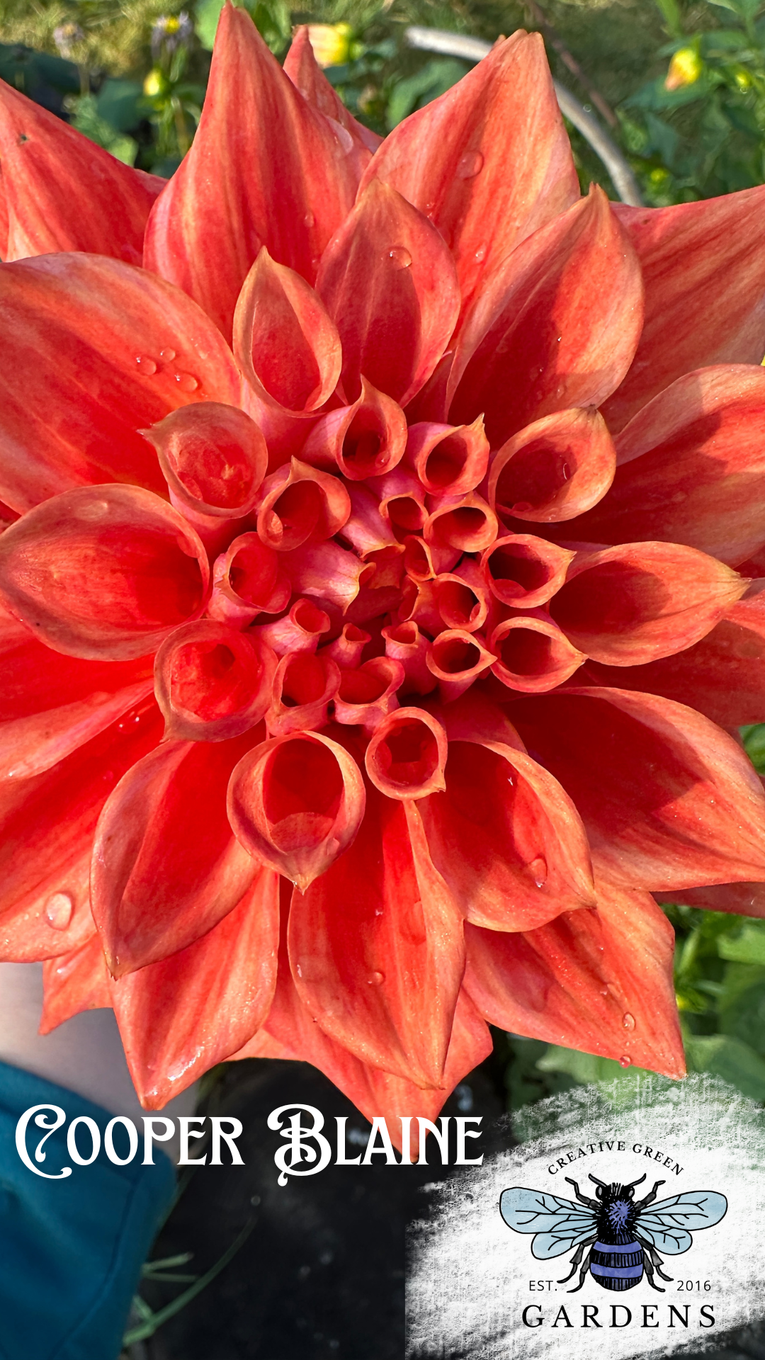 Cooper Blaine Dahlia Tuber