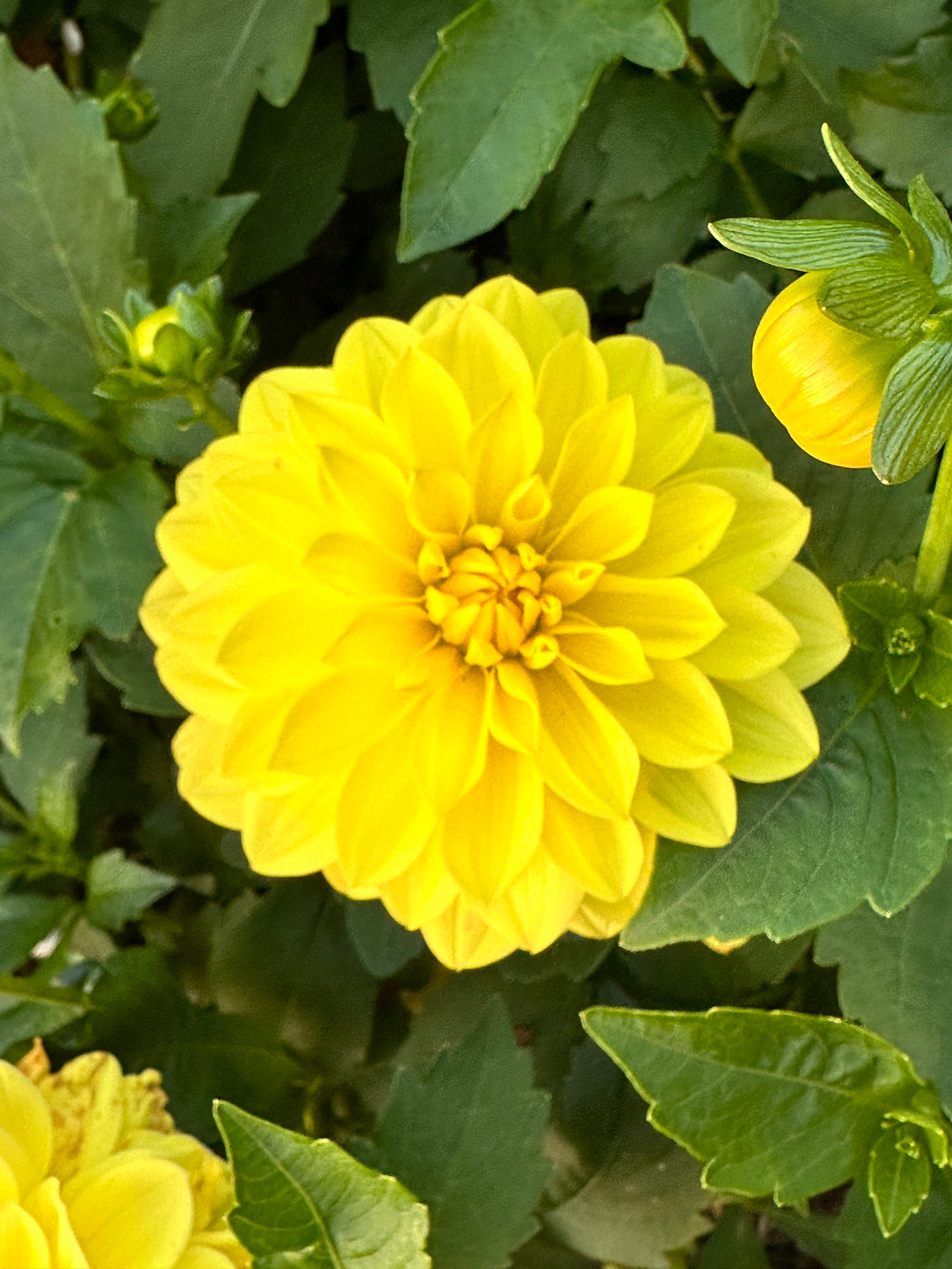 American Sun Dahlia Tuber