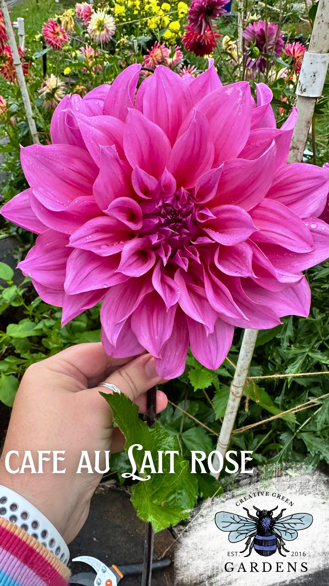 Cafe Au Lait Rose Dahlia Tuber