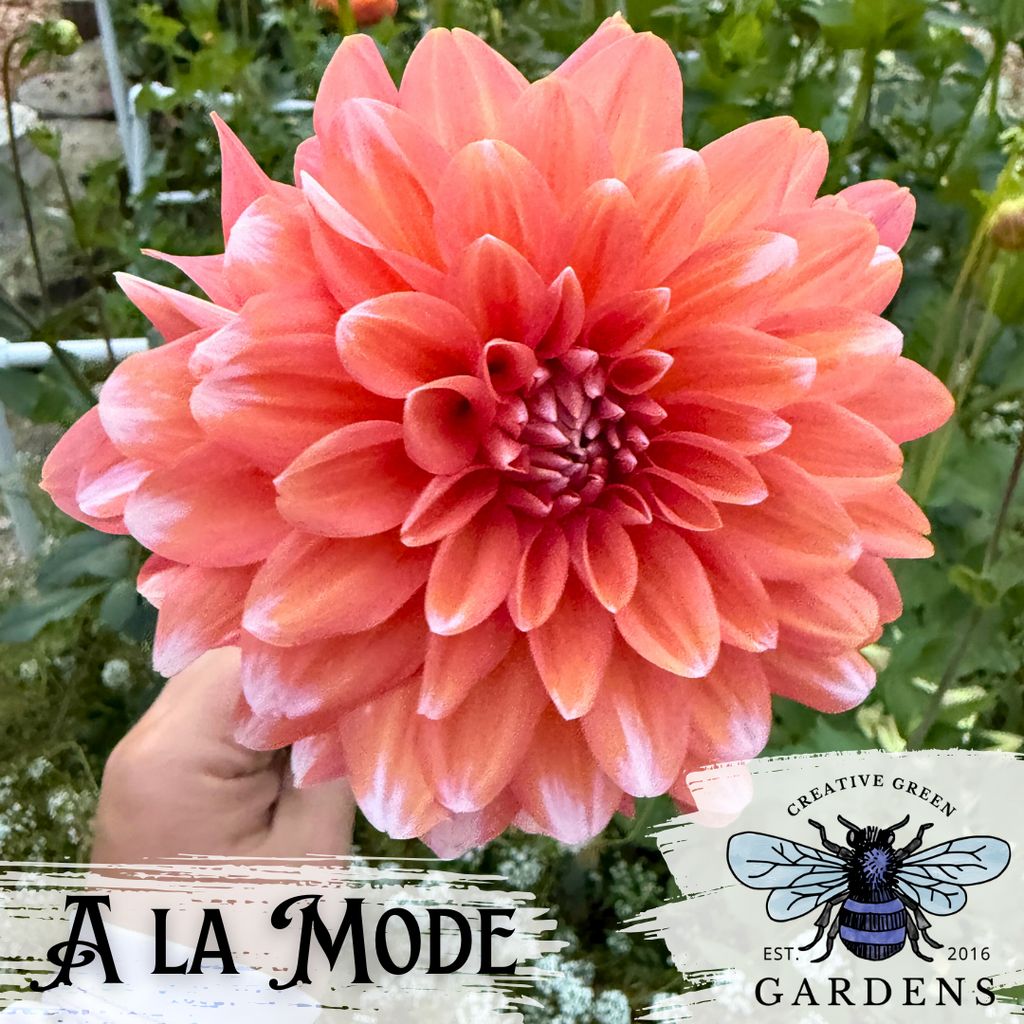 Alternative color presentation of A La Mode Dahlia flower with less white from Creative Green Gardens