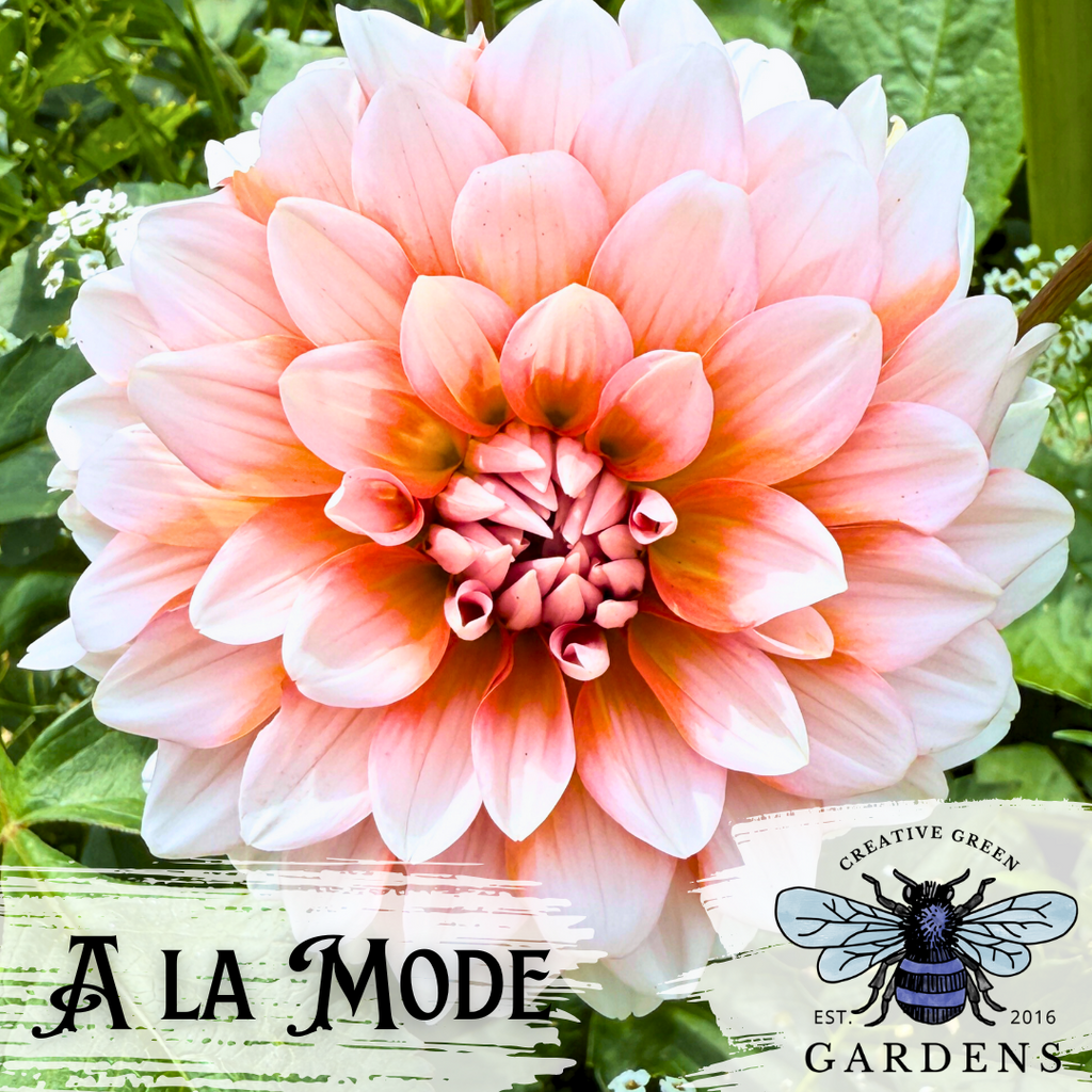 A La Mode bicolor dahlia from Creative Green Gardens