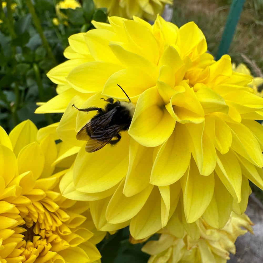 American Sun yellow dahlia with bumble bee